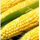 Sweet Kernel Corn